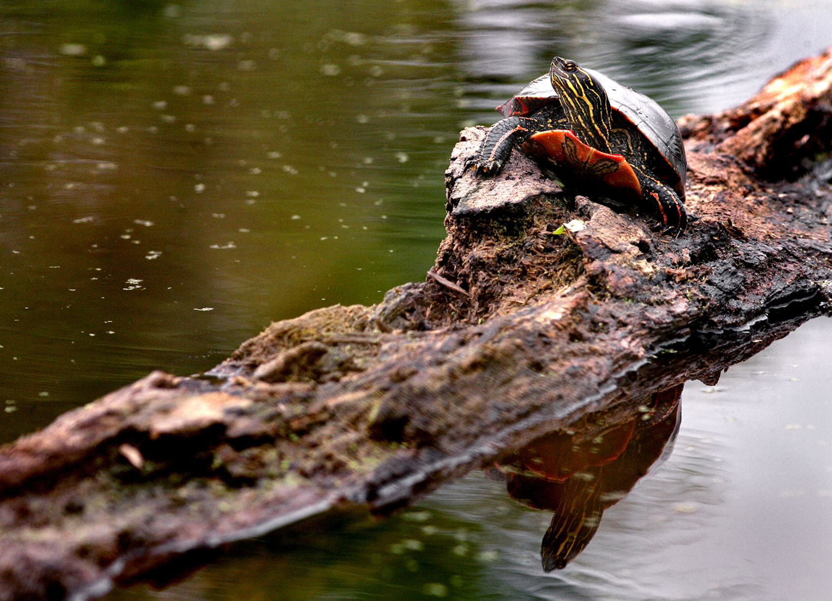 Wildlife in the La Crosse River marsh